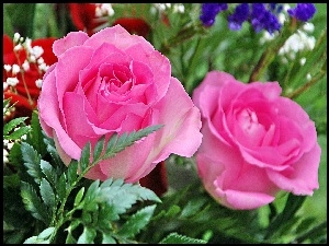Róże, Piękne, Różowe