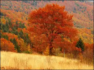 Kolorowe, Łąki, Góry, Jesień, Lasy, Drzewa