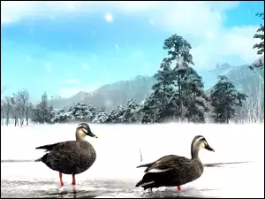 Kaczki, Drzewa, Śnieg, Lód