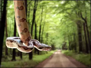 Zwisający, Wąż