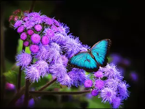 Piękny, Kwiaty, Motyl, Fioletowe