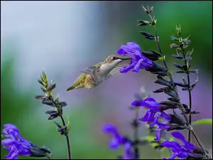 Koliber, Niebieskie, Kwiatki