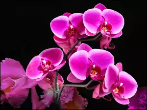 Storczyk, Kwiat, Orchidea