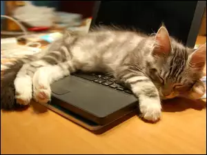 Laptop, Kot, Sen