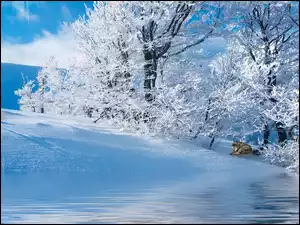 Zima, Wilki, Drzewa