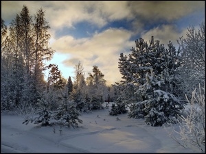 Śnieg, Ośnieżone, Drzewa