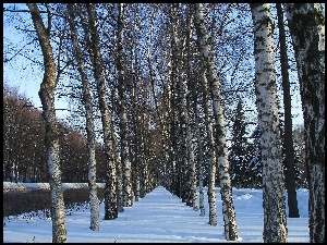Śnieg, Alejka, Drzewa, Brzozy