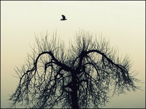 Drzewo, Ptak