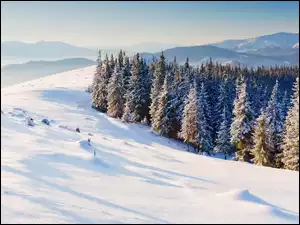 Śnieg, Las, Iglaki, Drzewa, Góry