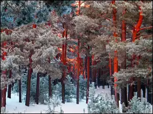 Zima, Sekwoje, Las, Drzewa