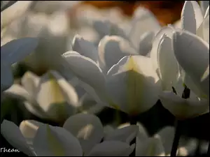 Płatki, Białe, Tulipany