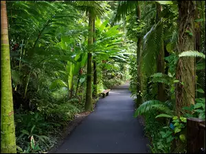 Hawaje, Aleja, Tropikalny, Ogród Botaniczny