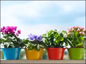 Kwiaty, Wiaderka, Doniczkowe, Kolorowe