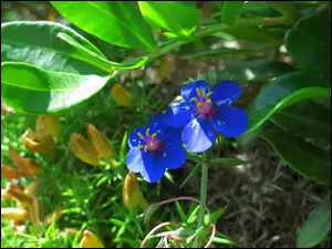Niebieskie, Ogród, Kwiatuszki, Liście