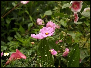 Ogródek, Kwiatowy
