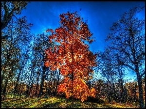 Jesień, Słońca, Drzewa, Promienie