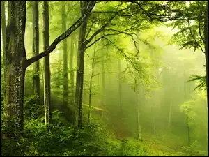Drzewa, Las, Ścieżka