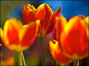 Tulipany, Pomarańczowo, Żółte