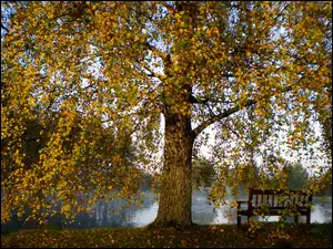 Jesień, Rzeka, Ławka, Drzewa, Liście