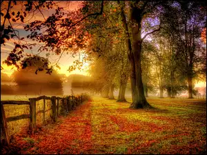 Mgła, Jesień, Drzewa, Liście, Płot