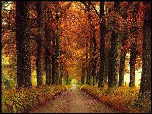 Jesień, Trawy, Droga, Drzewa