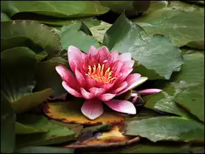 Lilia wodna, Kwiat, Listki