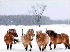Pole, Konie, Zima