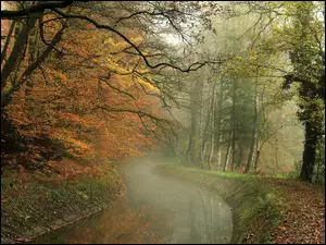 Jesień, Las, Mgła, Rzeka, Liście
