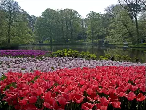Park, Holandia, Rzeka, Tulipany