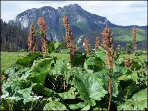 Alpejski, Kwitnący, Szczaw
