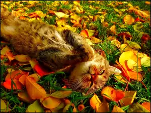 Liście, Kotek, Jesień