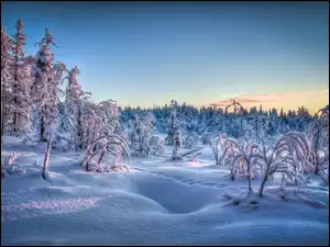 Drzewa, Śnieg, Krzewy, Szadź