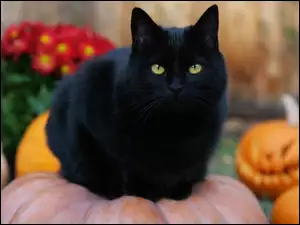 Czarny, Halloween, Kot, Dynie