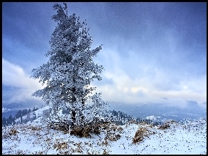 Zima, Drzewa, Góry