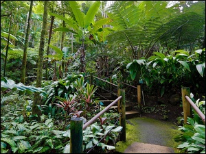 Hawaje, Schodki, Tropikalny, Ogród Botaniczny