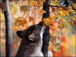 Jesień, Wilk, Drzewa, Liście