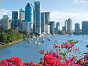 Domy, Australia, Kwiatki, Brisbane
