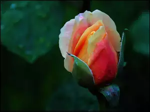 Róża, Pąk