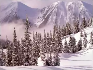 Las, Śnieg, Góry