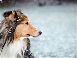 Śnieg, Pies, Futro