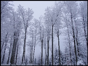 Zima, Wysokie, Las, Drzewa, Mgła