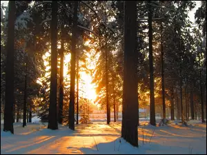 Słońca, Park, Śnieg, Drzewa, Zachód