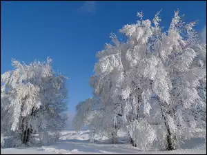 Śnieg, Drzewa, Szadź