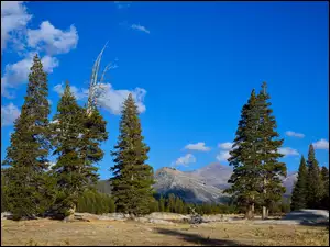 Drzewa, Stany Zjednoczone, Park Narodowy Yosemite, Stan Kalifornia, Góry