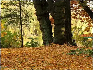 Jesień, Park, Suche, Drzewa, Liście