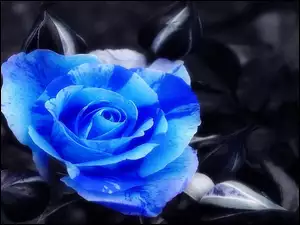 Niebieska, Tło, Róża, Czarne