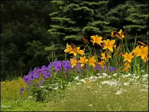 Żółte, Kwiaty, Lilie, Fioletowe
