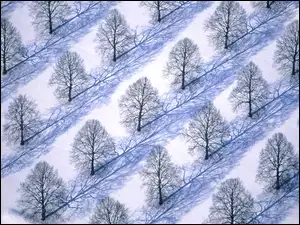 Zima, Drzewa, Śnieg, Sad