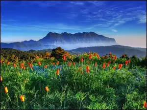 Tulipany, Góry, Las