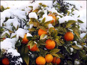 Śnieg, Drzewko, Pomarańczowe
